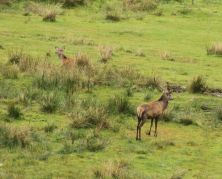red deer.jpg